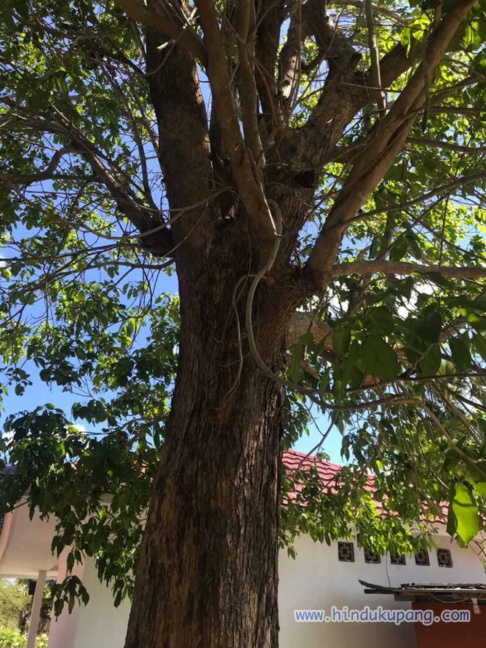 Pura Rote6