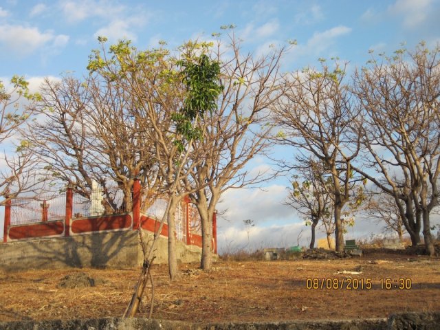 Persiapan Mecaru Pura Prajapati